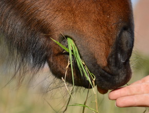 EquiDestra