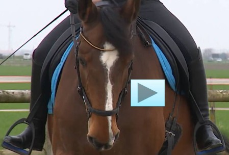 Hippo TV reportage